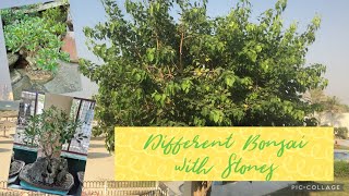 Bonsai Different Bonsai With Stones Melody A. Rhythm Tv