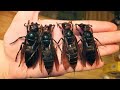 10 Deadliest Bugs In The World