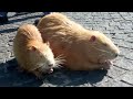 Рыжуля большая и маленькая / Big and little ginger nutria