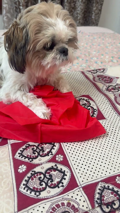 #pets #lifeisbutadream #cute #petlover #cute #viral #sound #funny #shihtzu #cutepuppy #love #video