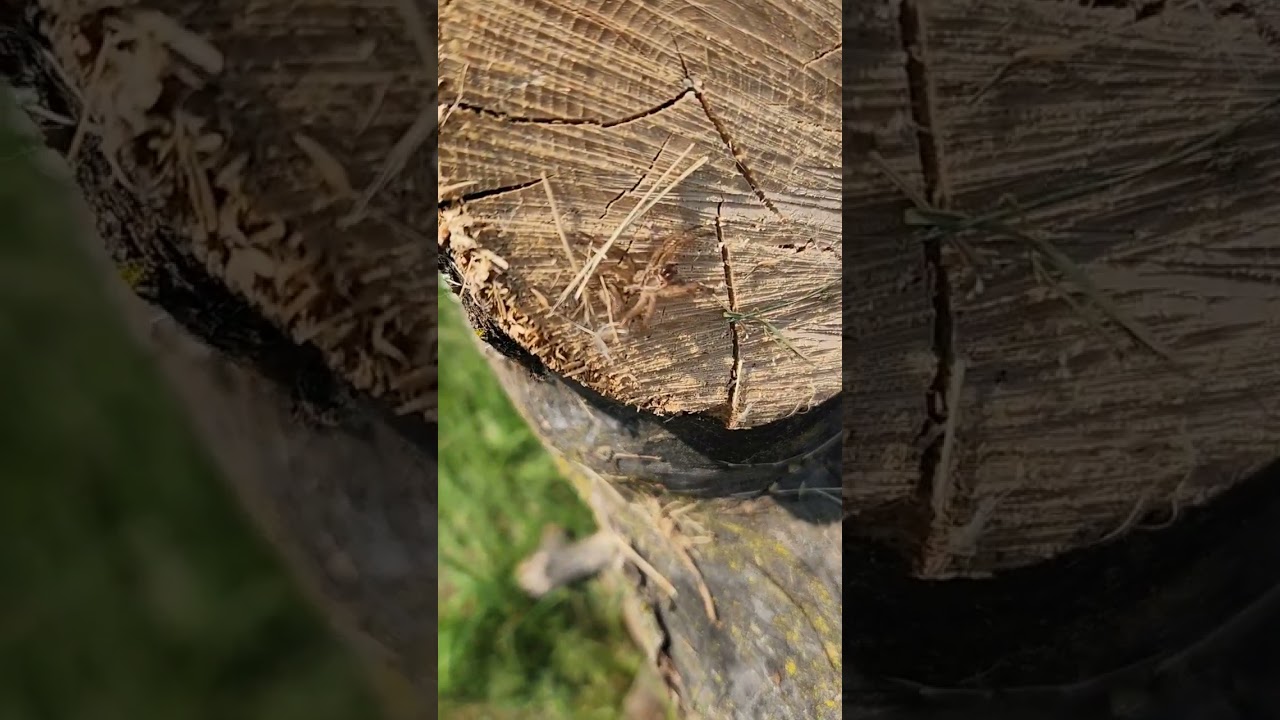 spider exoskeleton