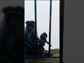 #cuteanimals #monkey #youtubeshorts #funny #babymonkey