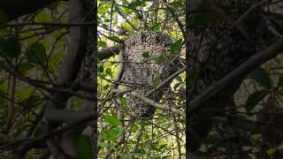 Honey Bees Houce ll viral farming shortvideo youtubeshorts nature eatright