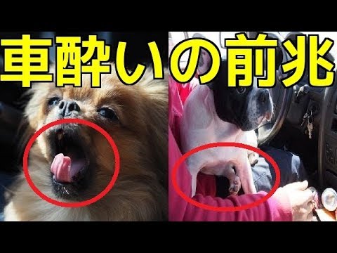 犬 車 酔い