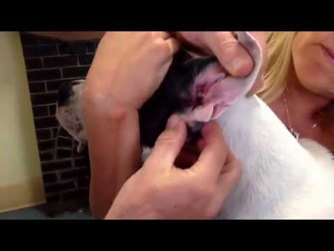 How to put drops or ointment in a dog&rsquo;s ear