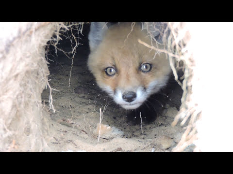 Видео: Наблюдение за лисенком в норе