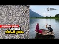 കാഞ്ഞിരപ്പുഴ ഡാമിലെ പരസല്‍ മീൻപിടുത്തം | Kanjirappuzha Dam Fishing | Route Records