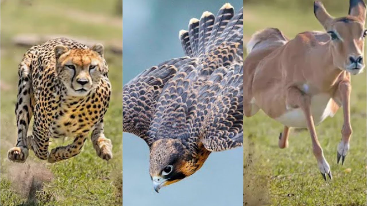 Cheetah Is Not The Fastest Animal: ( Fastest Animals; Not peregrine