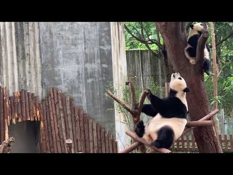 和叶坐在树杈上，艾莉过去要他下来被拒绝, 摘不到就在树下守护吧 HeYe sitting on a high tree, foster mom AiLi asked him to come down