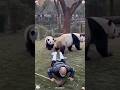 Hehua was wrongly accused by her keeper 😭 #panda #trending #cute #cutepanda #viral