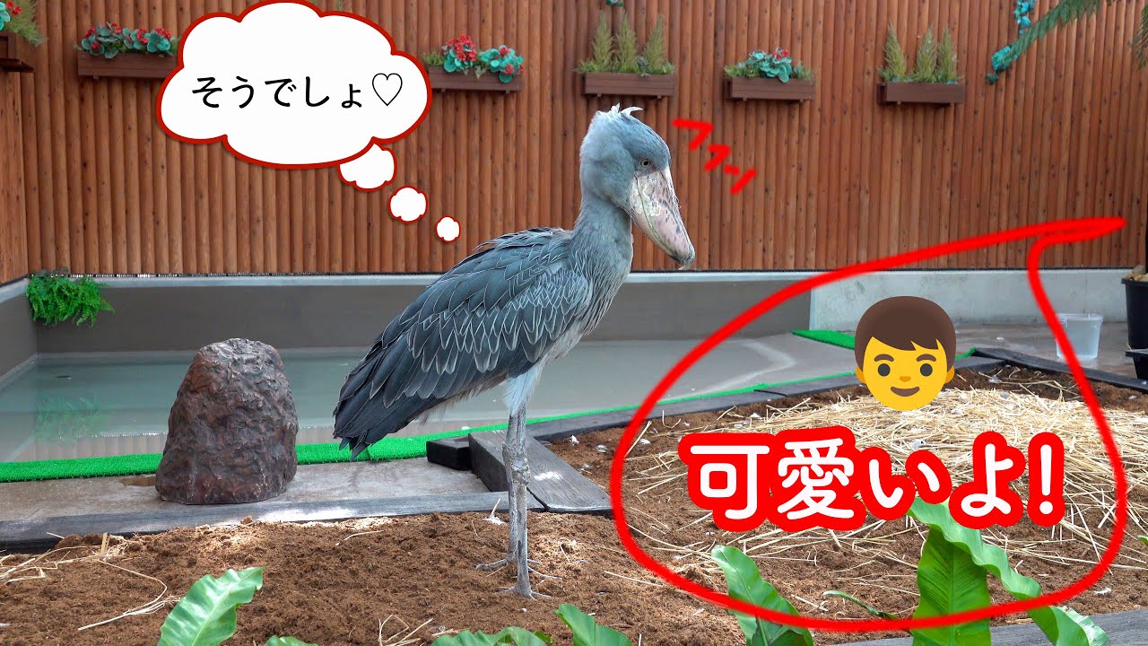 ハシビロコウふたばちゃんの面白仕草と、人間の言葉わかってる説【秋の