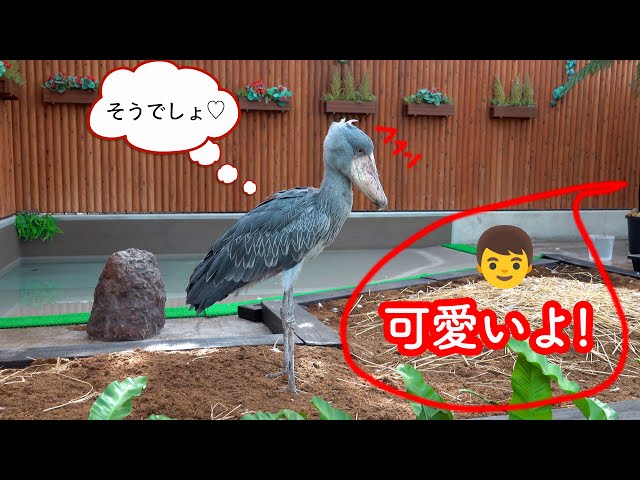 【G　ふくろうおばあちゃんの日向ぼっこ】 走るフクロウとおばあちゃん】「えっほ、えっほ」軽快なフクロウ