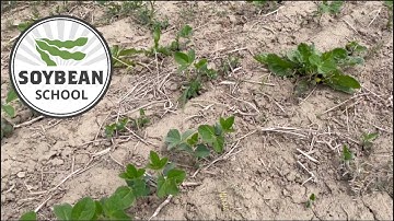 Soybean School: How uneven emergence impacts yield
