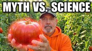 When to Pick Tomatoes: The Exact Scientific Stage for Perfect Tomatoes