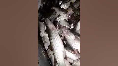 THỰC TẾ KHÁCH HÀNG TEST MÁY KÍCH CÁ NƯỚC MẶN TẠI BIỂN KIÊN GIANG XLH 0985802199