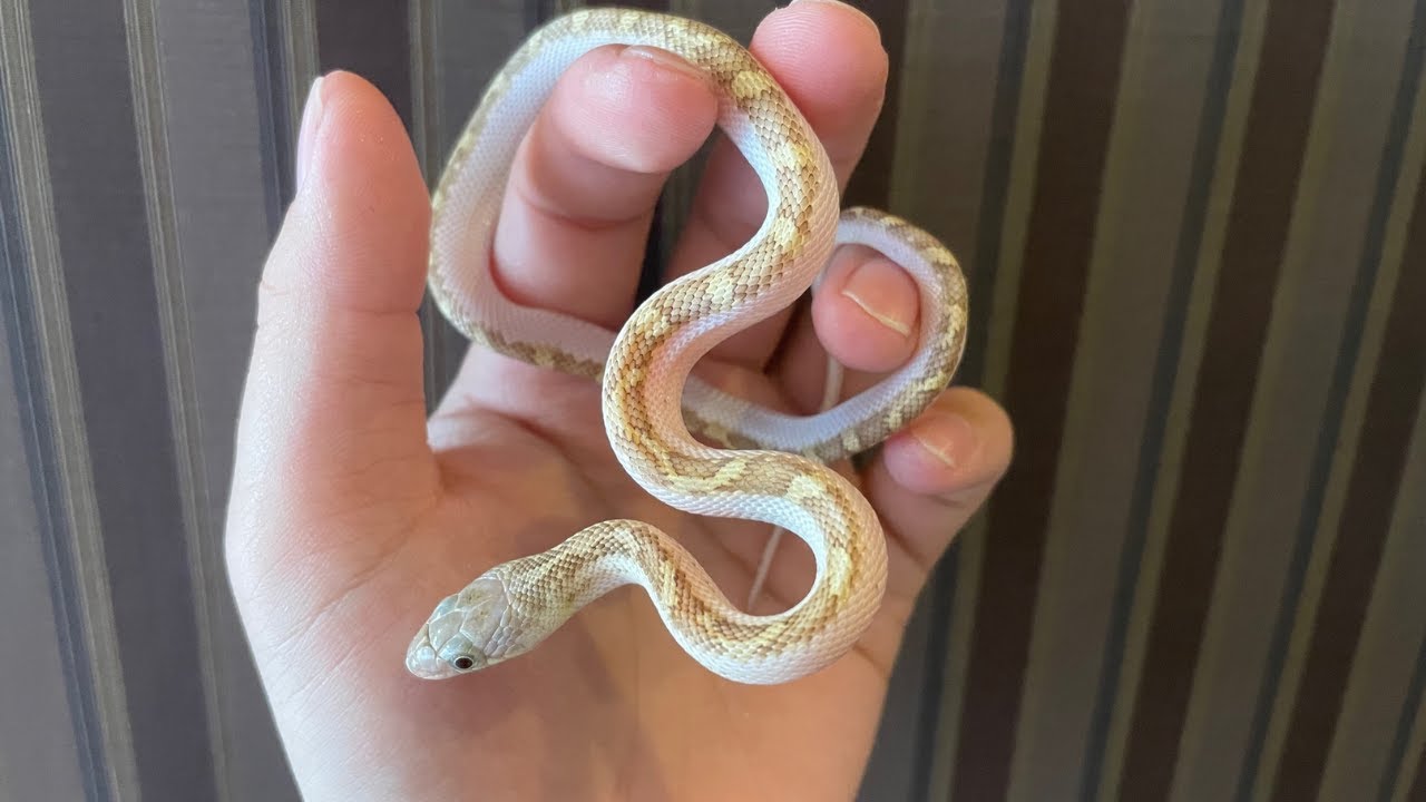 ブラックラットスネークは最高のペット！？