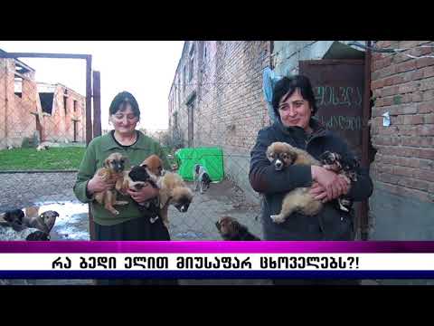 რა ბედი ელით მიუსაფარ ცხოველებს?!