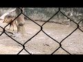 Barking Deer known as Kutura in Odia, at Nandankanan zoo #barkingdeer,#nandankananzoologicalpark