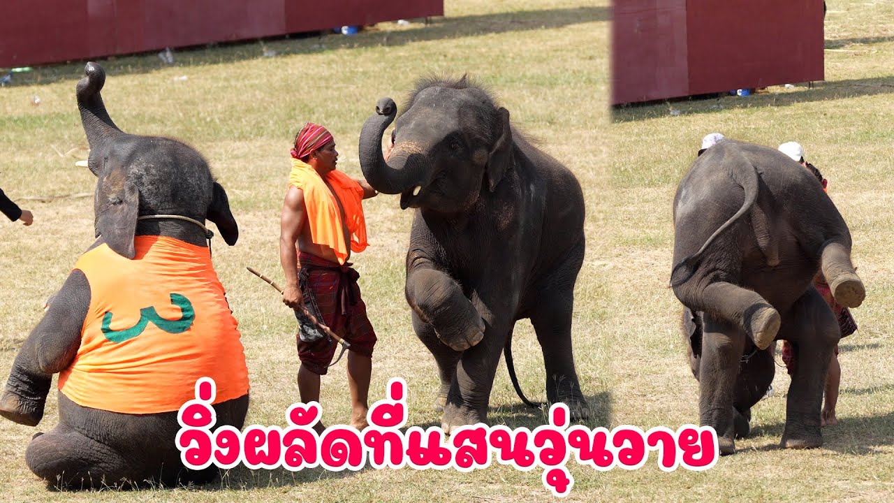 วิ่งผลัดช้างรุ่นจิ๋ว ที่แสนวุ่นวาย เพชรพันล้าน แสงจันทร์ สงกรานต์ งานช้างสุรินทร์ ปี 2567