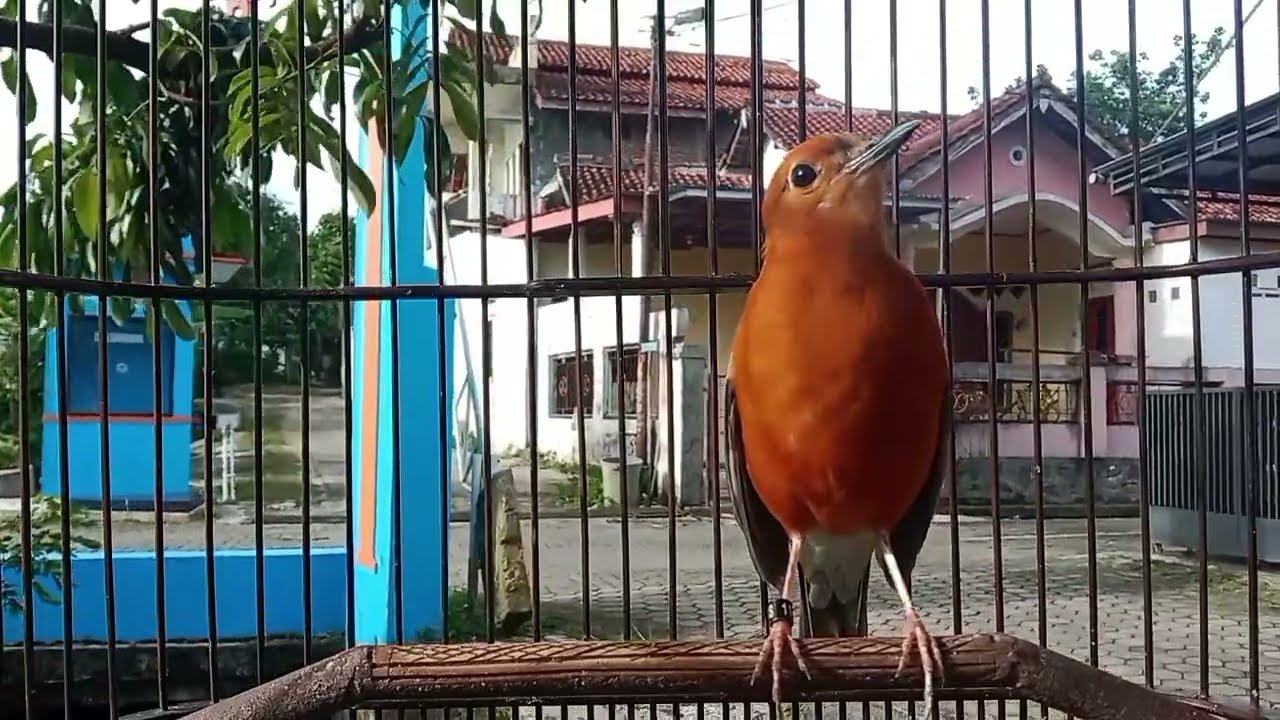 ANIS MERAH GACOR, PANCINGAN LANGSUNG BIKIN GACOR | 7