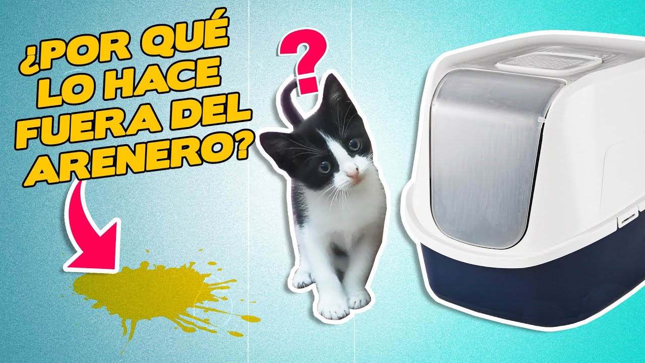 Por qué mi gato no usa el arenero - 6 pasos