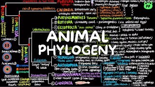 Animal Phylogeny | Evolution & Phylogeny 07 | Biology | PP Notes | Campbell 8E Ch. 32-33