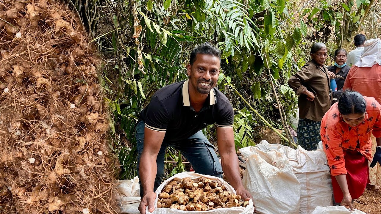 ചെമ്മീൻ കൃഷിയിൽ നിന്നും ഇഞ്ചി കൃഷിയിലേക്ക്. .😌/ Malayinchi