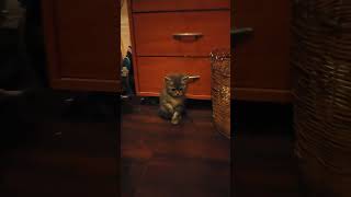 ang pusang sunod ng sunod at nakiki Alam sa ginagawa ko😂😂| little boss#cute#satisfying#lovelycat by Josephine vlogs 40 views 1 year ago 1 minute, 18 seconds