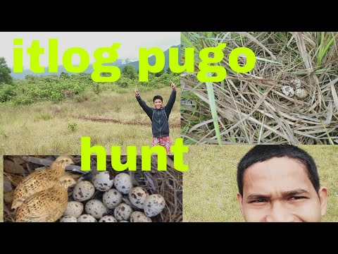 Video: Mga Itlog Ng Pugo At Pugo