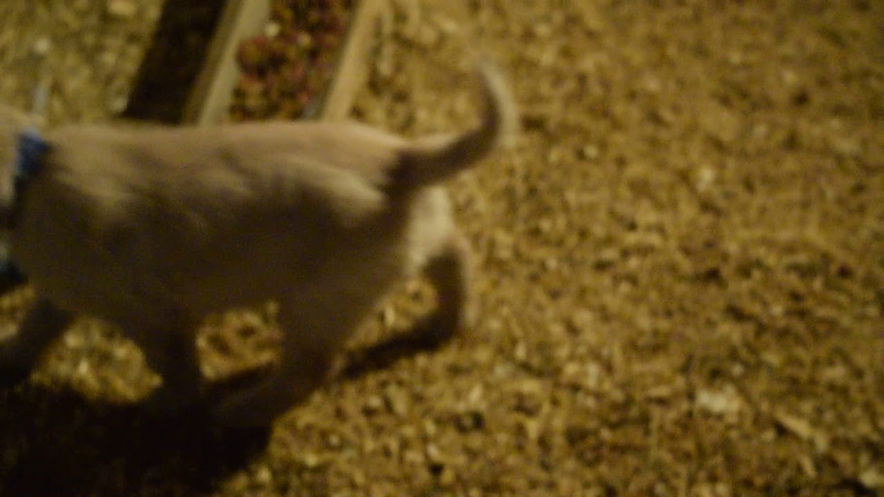 PuppyFinder.com : AKC Registered Golden Retriever Puppies For Sale