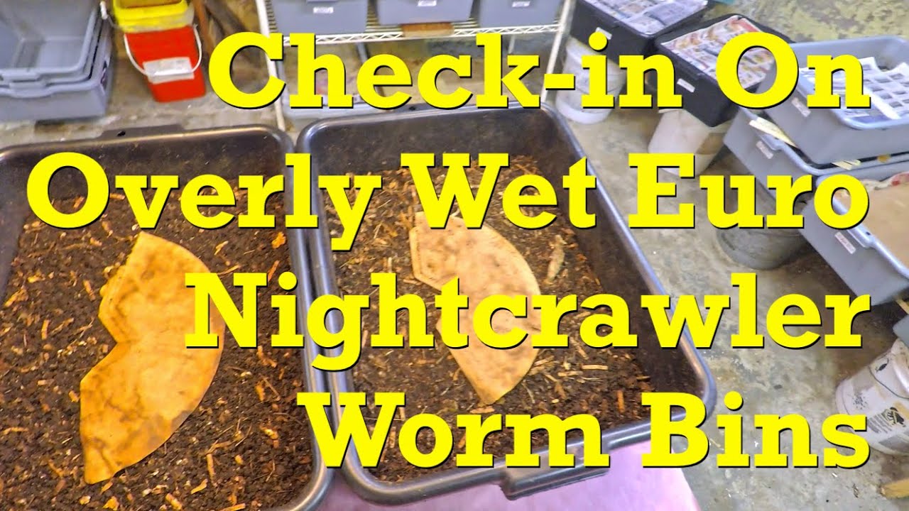 Check to see if overly wet Euro nightcrawler worm bins have improved
