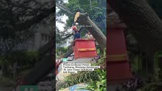 Evakuasi pohon tumbang #damkarkabupatenbogor
