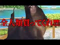 美大卒業するまでの話 学祭編4【猫ミーム】#猫meme #猫マニ #猫ミーム