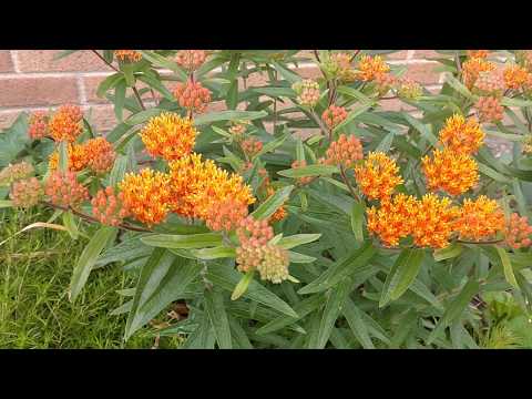 Magnificent butterfly weed
