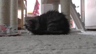 ノル子猫20140130-8