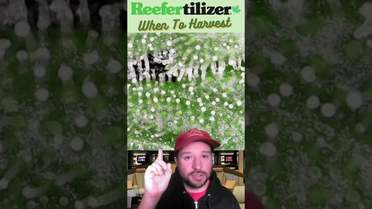 When to Harvest Your Plants