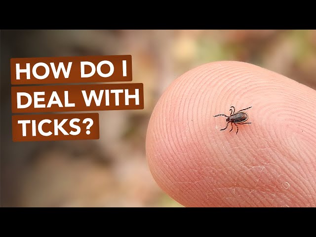 How Do I Deal With Ticks? class=