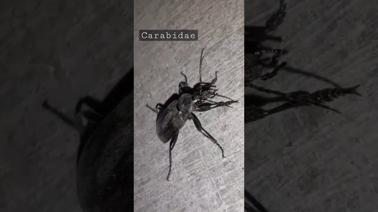 Ground beetle (Carabidae) 