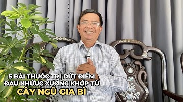 5 Bài Thuốc Trị Dứt Điểm Đau Nhức Xương Khớp Từ Cây Ngũ Gia Bì