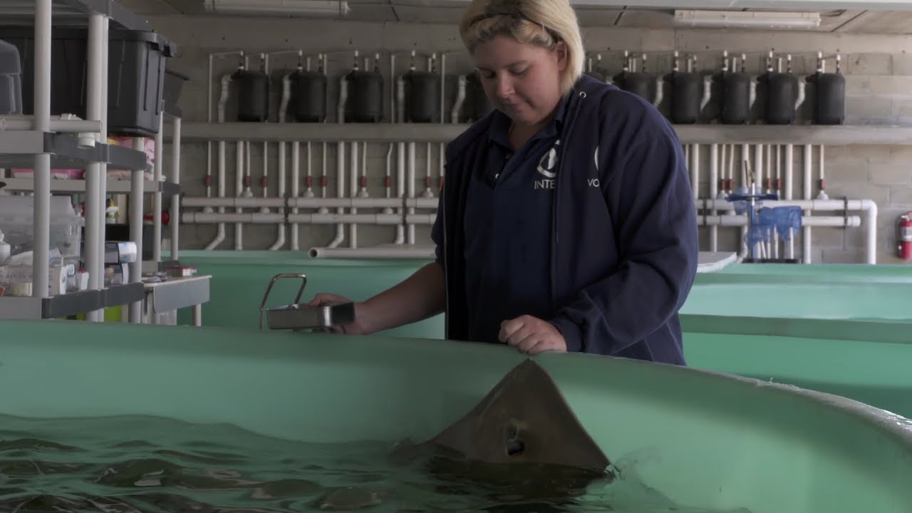 Aquatics & Water Quality Internship at Clearwater Marine Aquarium YouTube