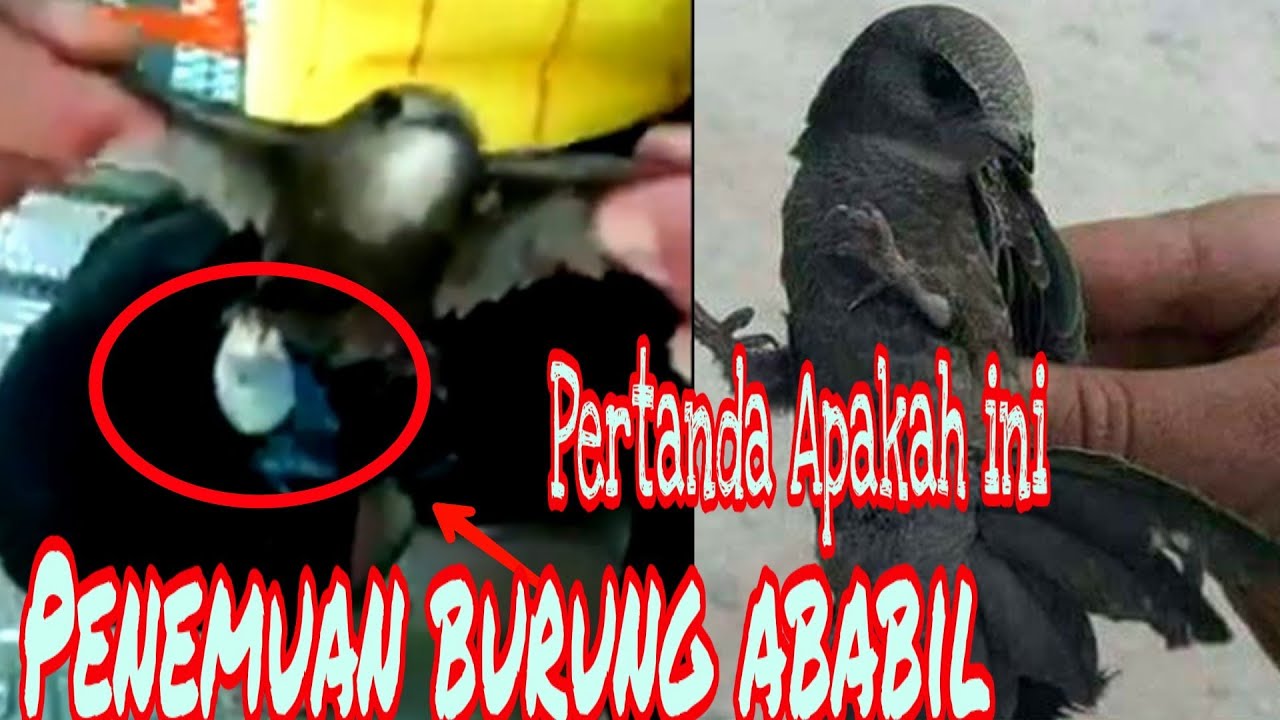 Viral Seseorang M3nemukan Burung Ababil Youtube