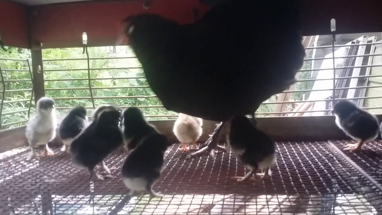 spontaneous abortion Hen Hatches Chicks WITHOUT A Rooster