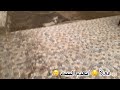 شاي عصريه بحوش اهلي ودهمنا الغبار نظفت البيت وفتحت مشروع ل امي