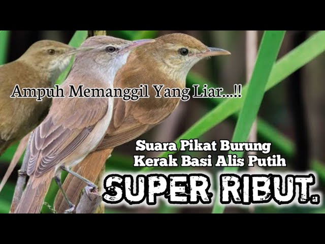 SUARA PIKAT BURUNG KERAK BASI ALIS PUTIH SUPER RIBUT. AMPUH SUARA PIKAT ANDALAN.. class=