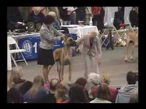 Great Dane at 2007 GDCA National Specialty