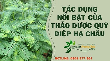 Diệp hạ châu có tác dụng gì nổi trội? Thảo dược đa công năng, tốt cho gan | Dược Liệu Phương Thảo