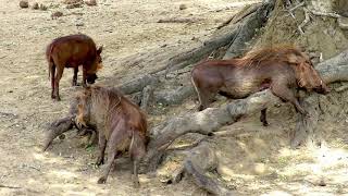 Warthog scratching after mud bath.