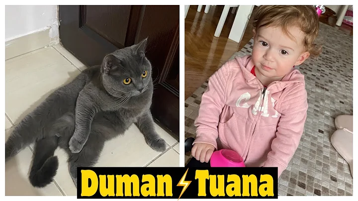 Video 788071: cute baby cat british, british hair cat