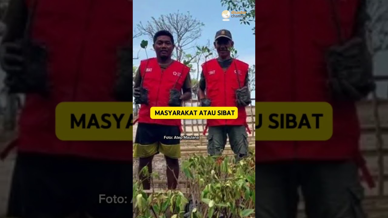 Krisis Iklim, Relawan SIBAT Kelola Mangrove.#krisisiklim #mangrove #pmi #mitigasi #climatechange