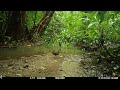 Great Tinamou caught on a camera trap stretching its wings in Drake Bay, Costa Rica - May 20, 2022